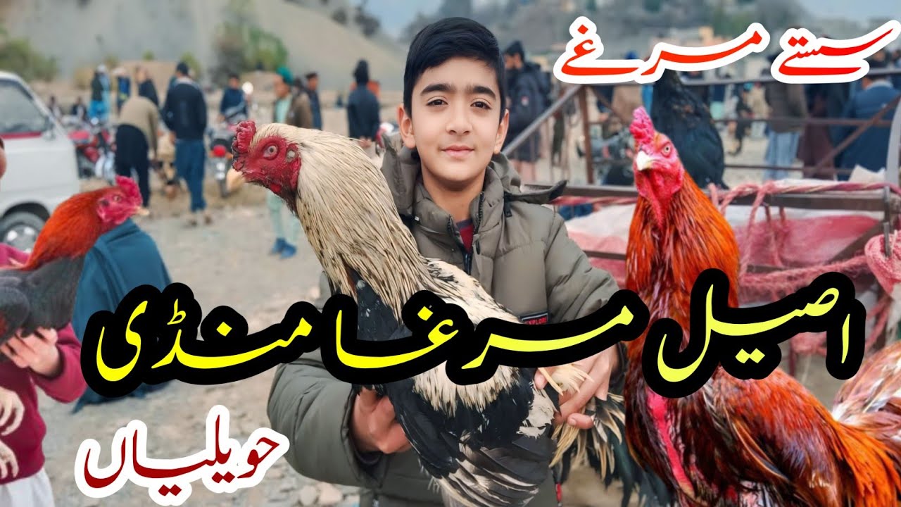 Aseel murga mandi visit vlog Havelian😍 || Cheapest price