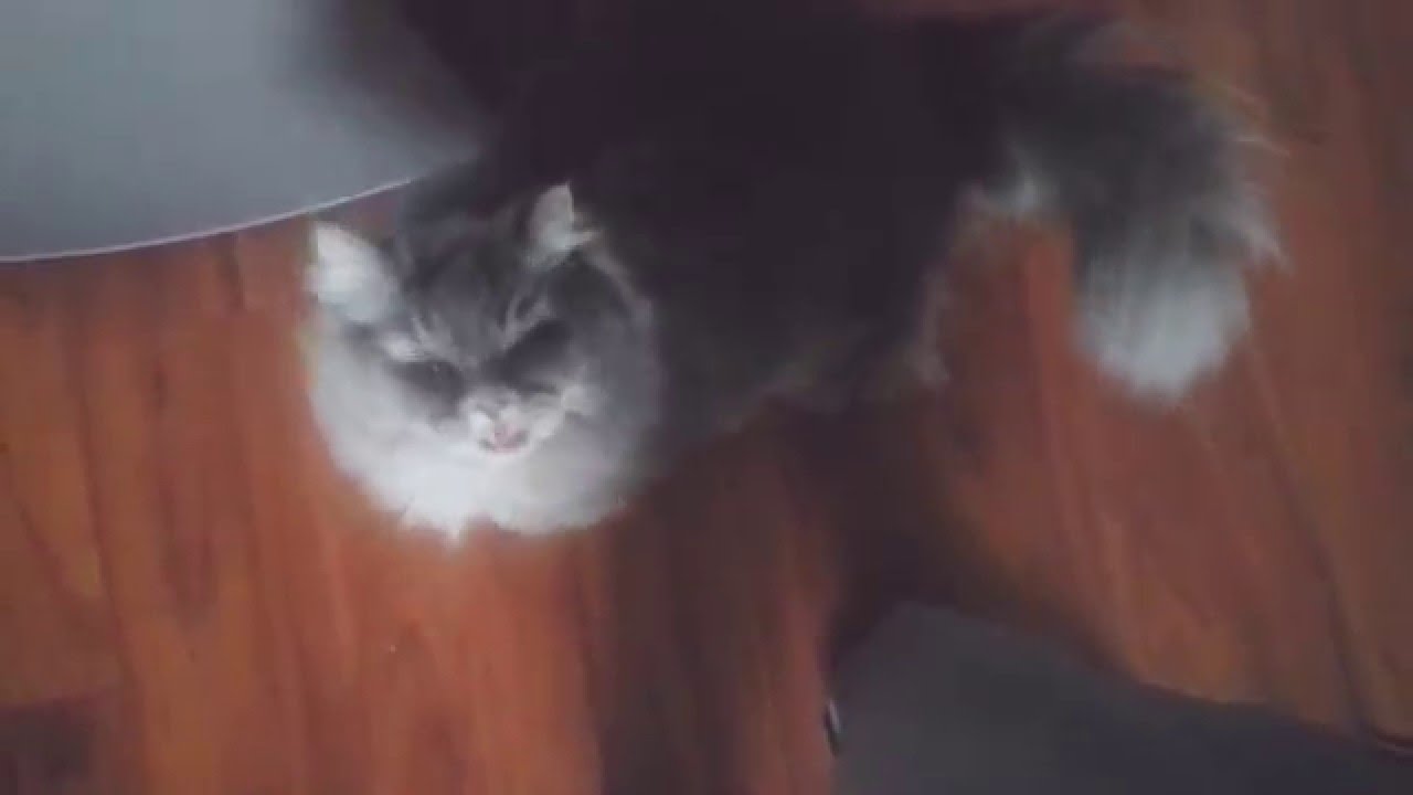 Kot m&oacute;wi mama