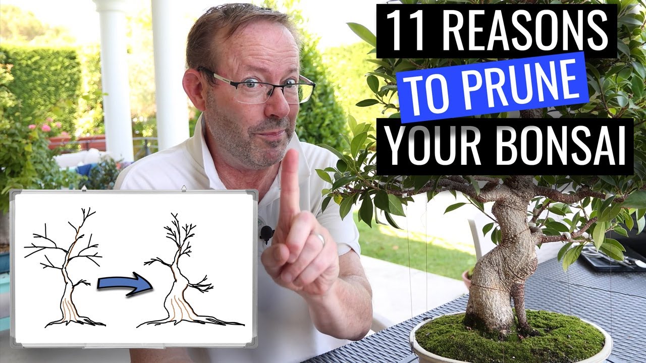 Why you must prune your bonsai in summer  |  Ficus Microcarpa