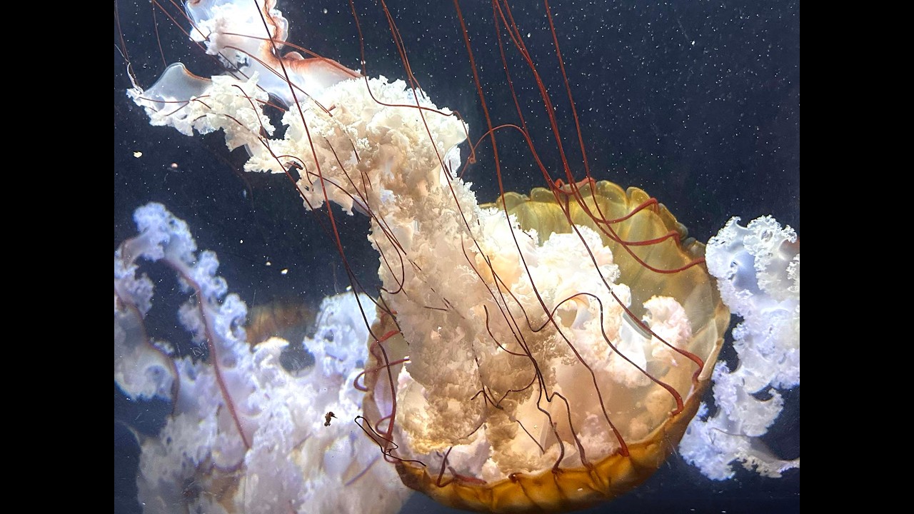 Underwater beauty at Birch Aquarium