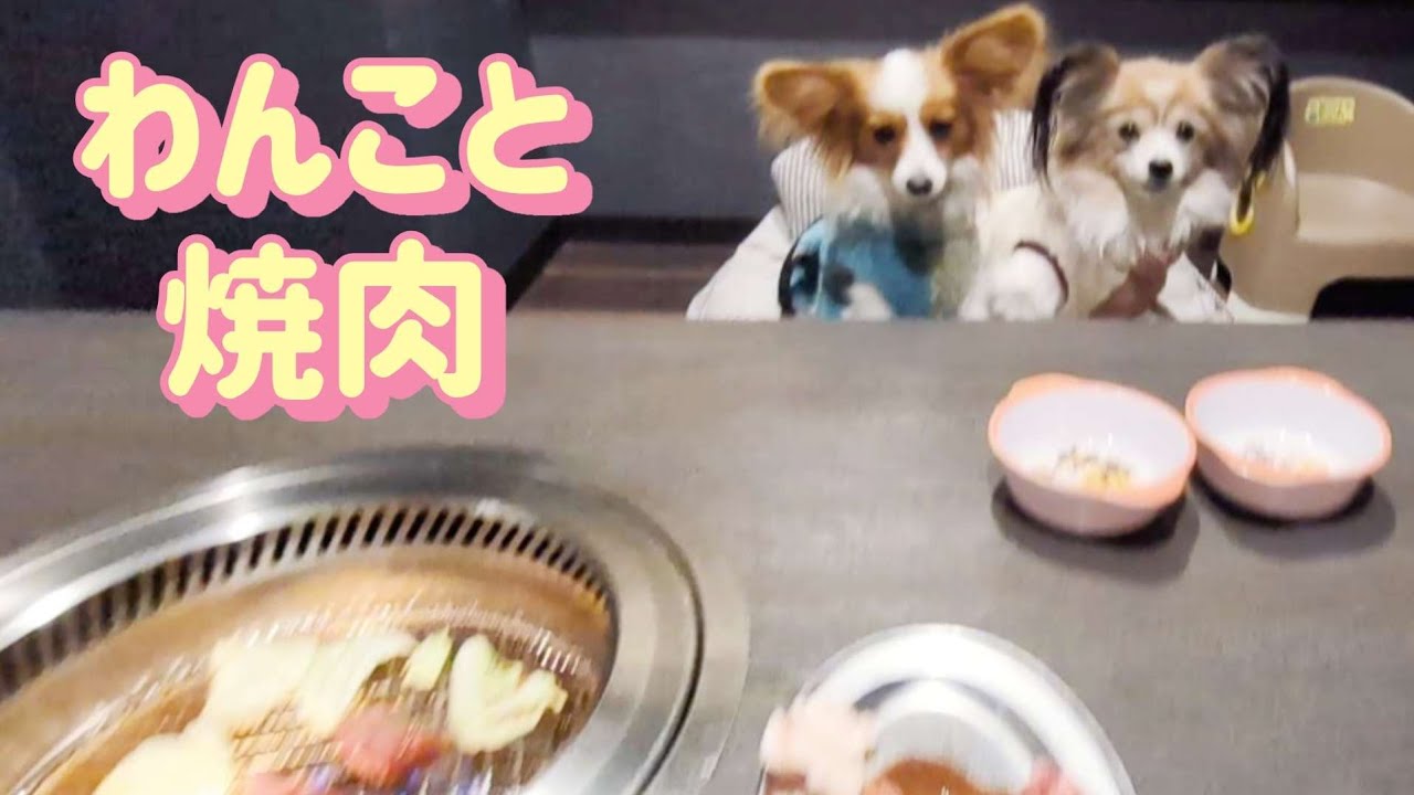 パピヨン2匹と一緒に焼肉食べに行こう