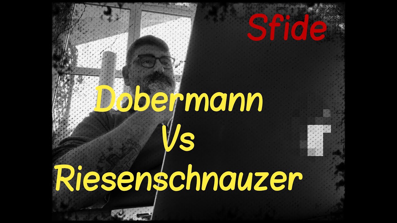 Dobermann VS Riesenschnauzer