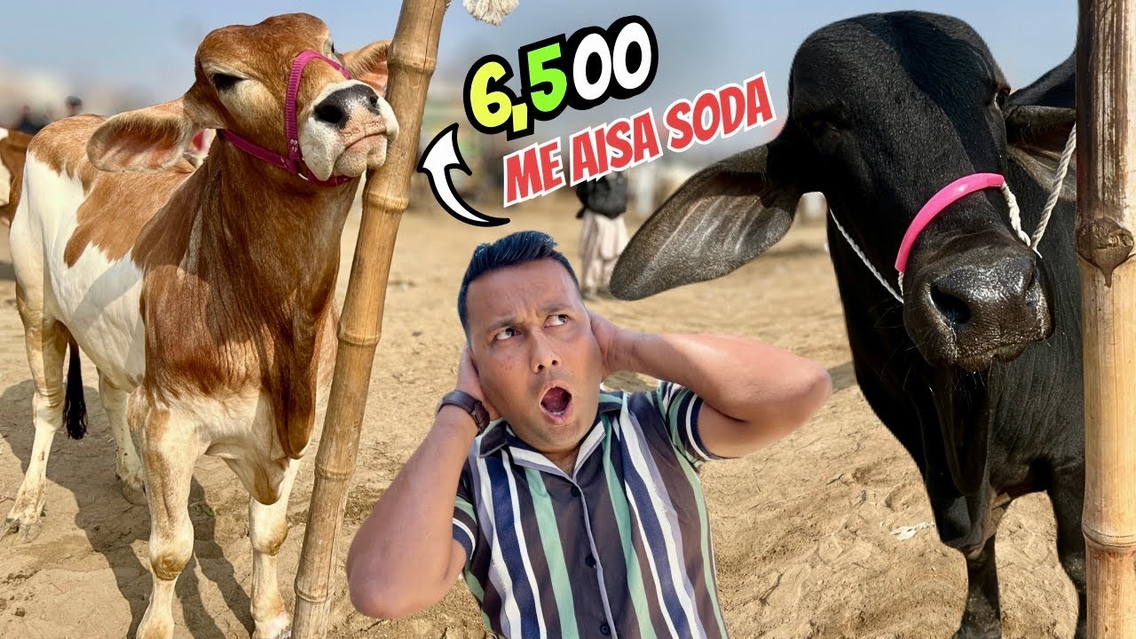 Karachi Se Hyderabad Bypass Mandi Tak 😳 | 6,500 Mein Aisa Soda Ho Gaya Ke Yaqeen Nahi Aaya! 🔥