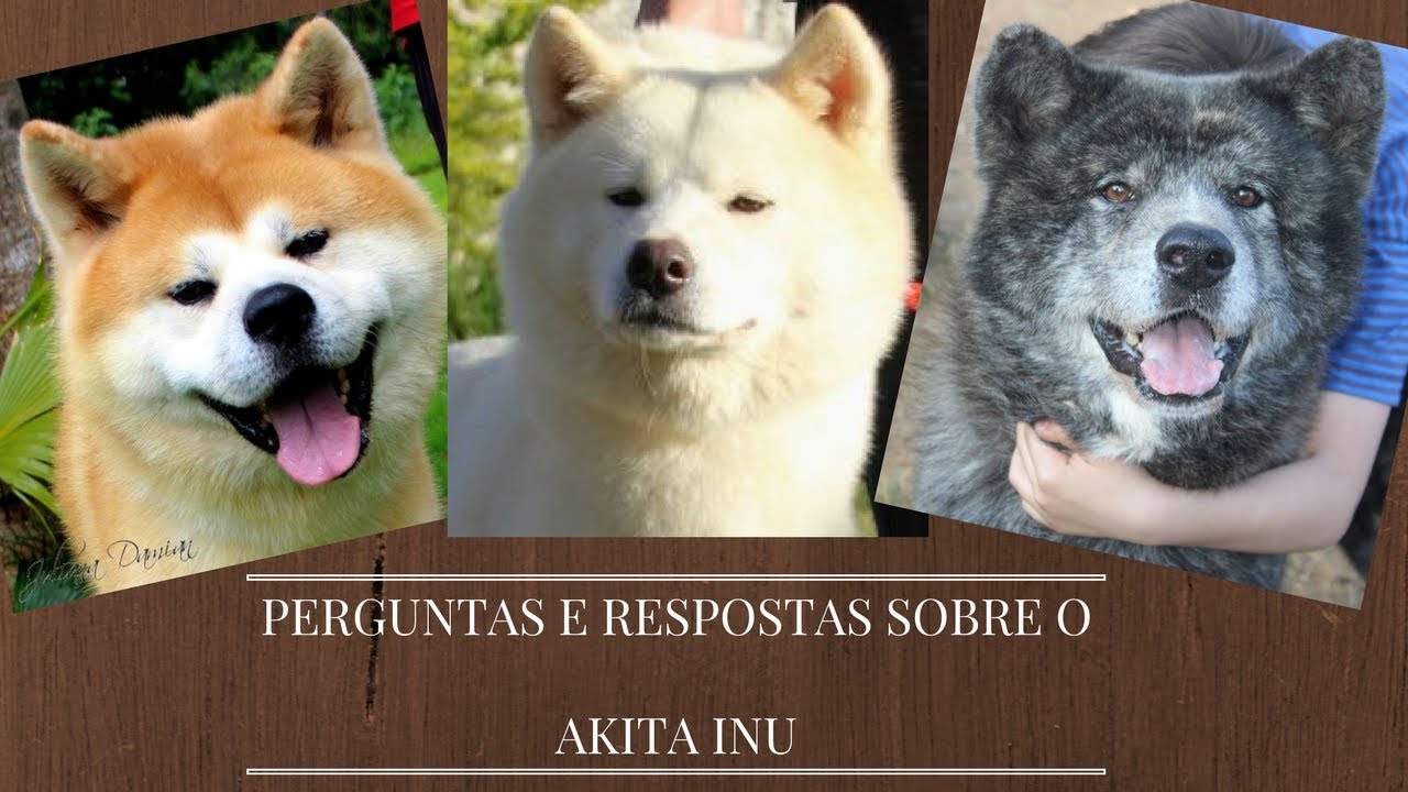 PERGUNTAS E RESPOSTAS SOBRE AKITA INU | CANIL HIDETAKA'S