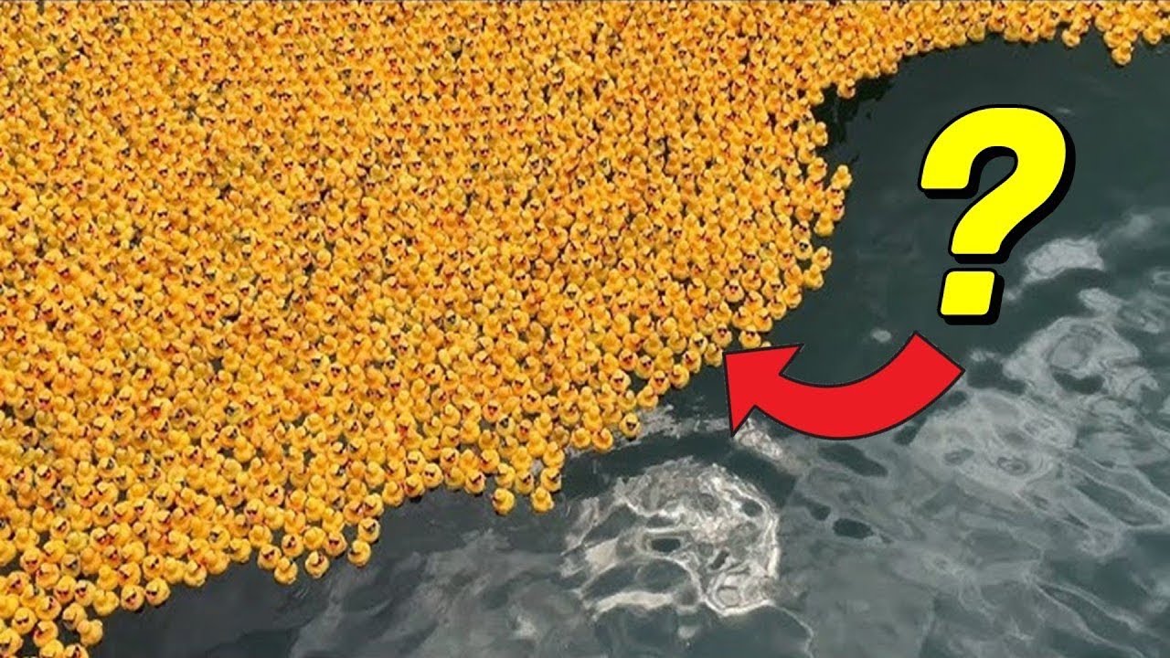 海を漂流した29,000個のラバーダックが海洋研究に貢献した事件！🐣