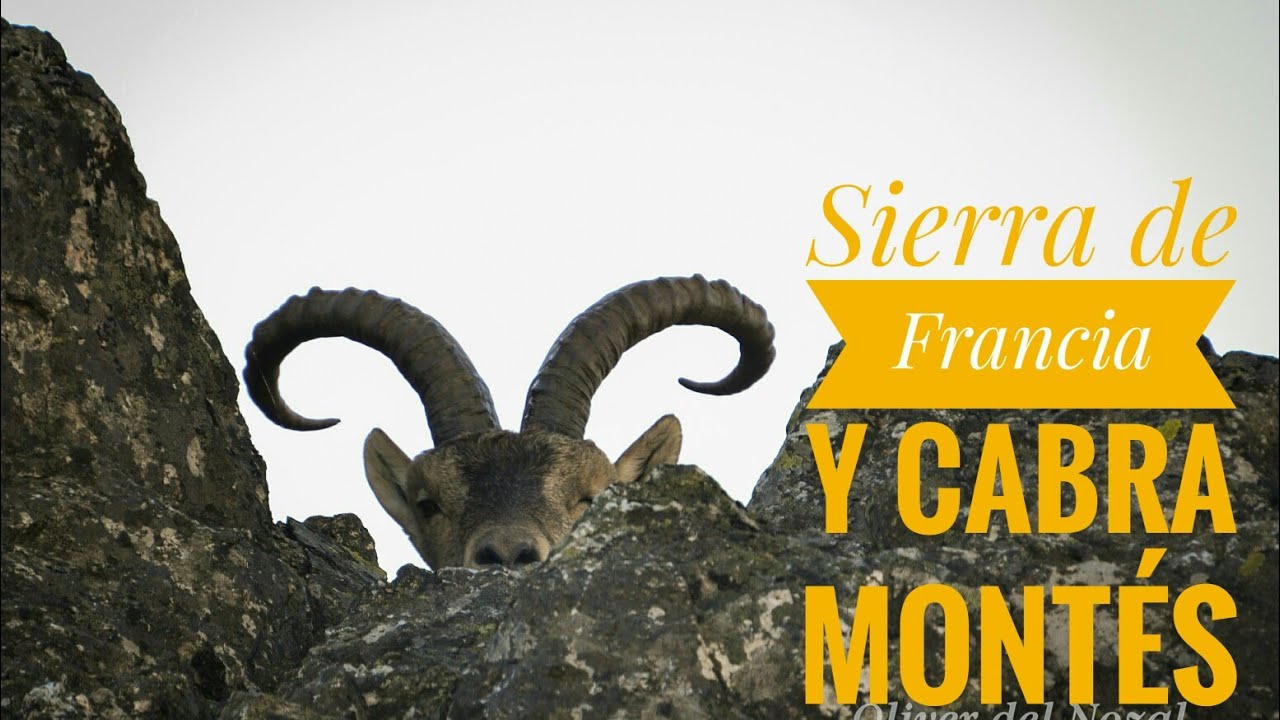 Sierra de Francia 1- Cabra Montés
