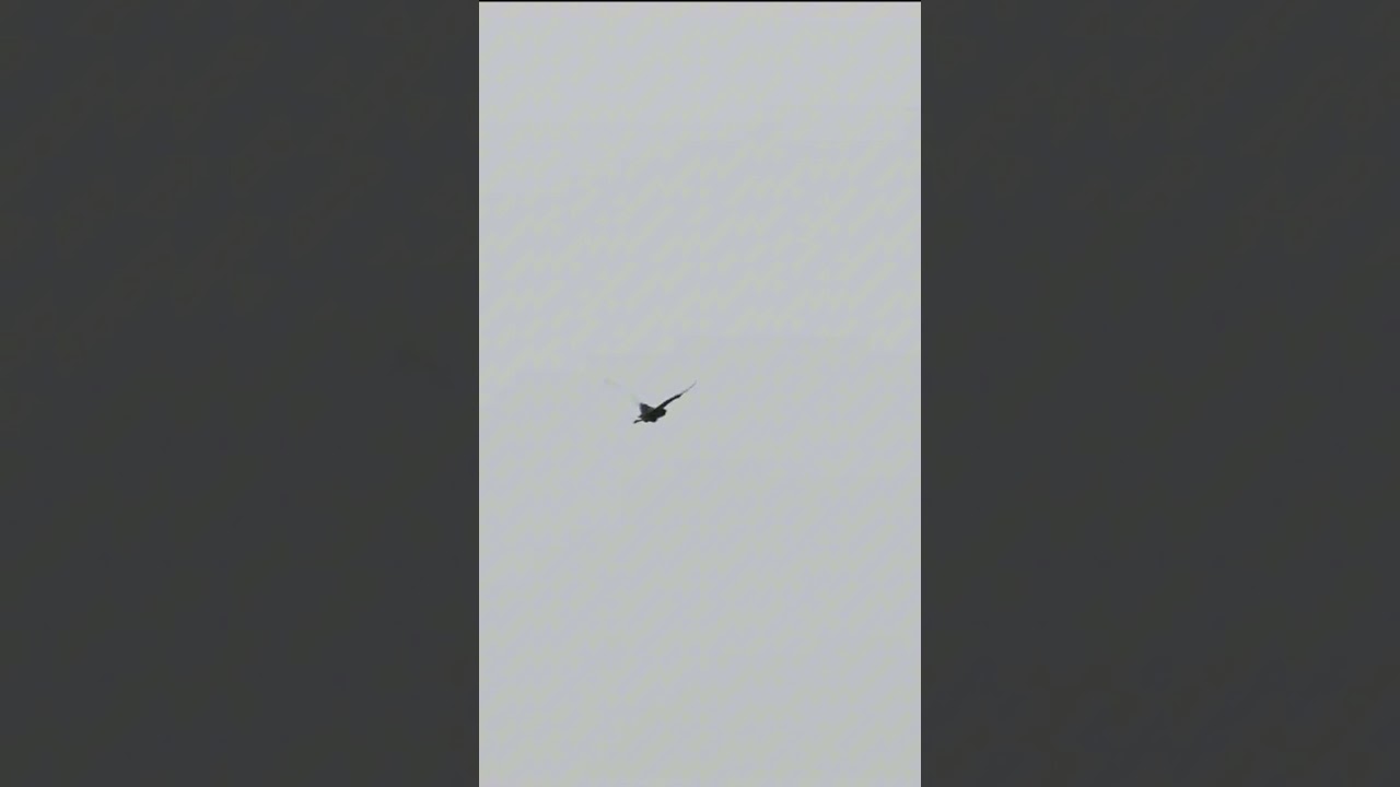 Cambodia Bird Tours #sittingonthedockoftheba #wildlife #birdsofchina #ihavethisthingwithplants