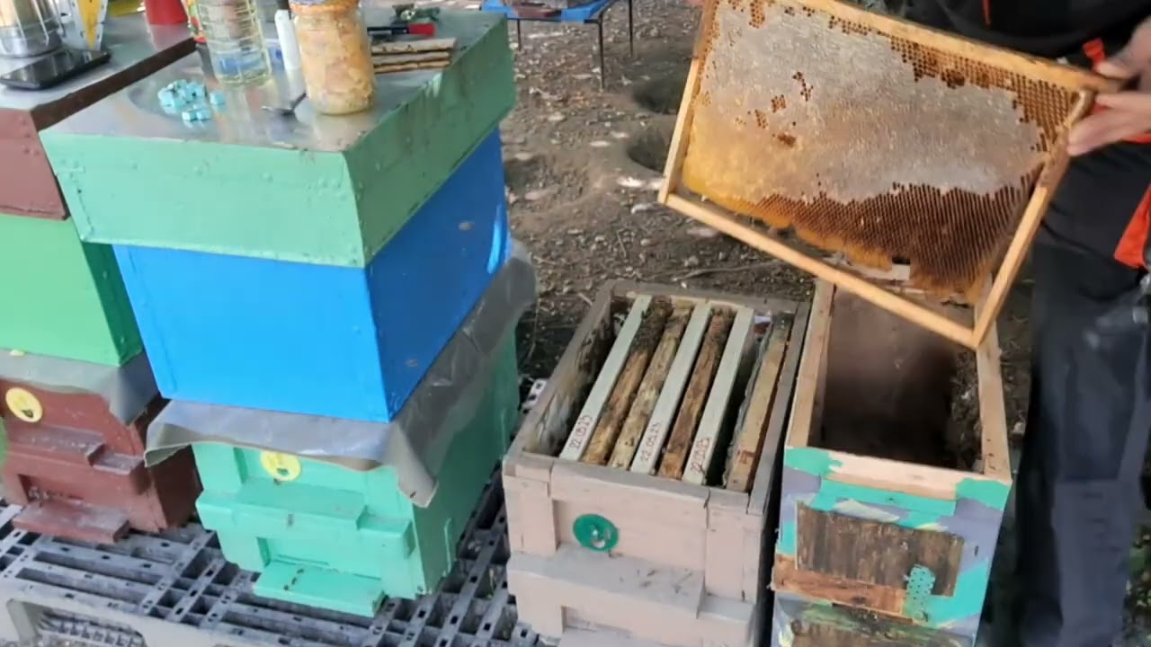 НАСТАНЯВАНЕ И ОБЕЗПАРАЗИТЯВАНЕ НА РОЯК ОТ ЗАСЛОН В КОШЕР