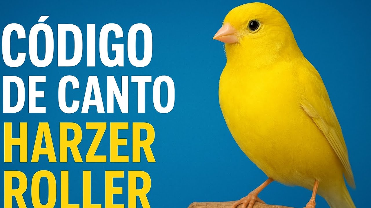 Código de canto, del canario Harzer Roller.