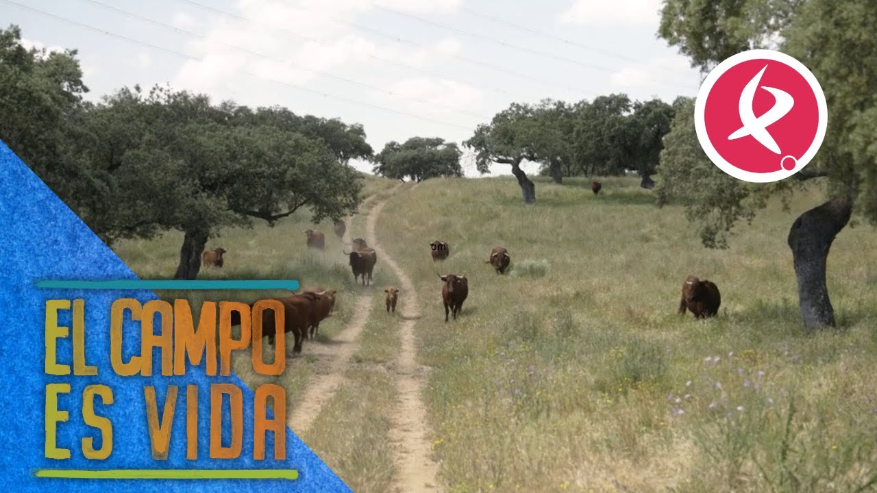 Los hijos de Meduso | El campo es vida