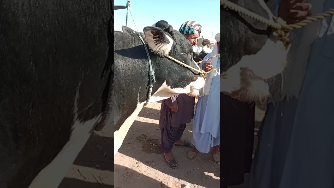Pure HF  American Frisian Bull #Beautiful Bull#viralvideo #dairymaster #4 dant #Height full