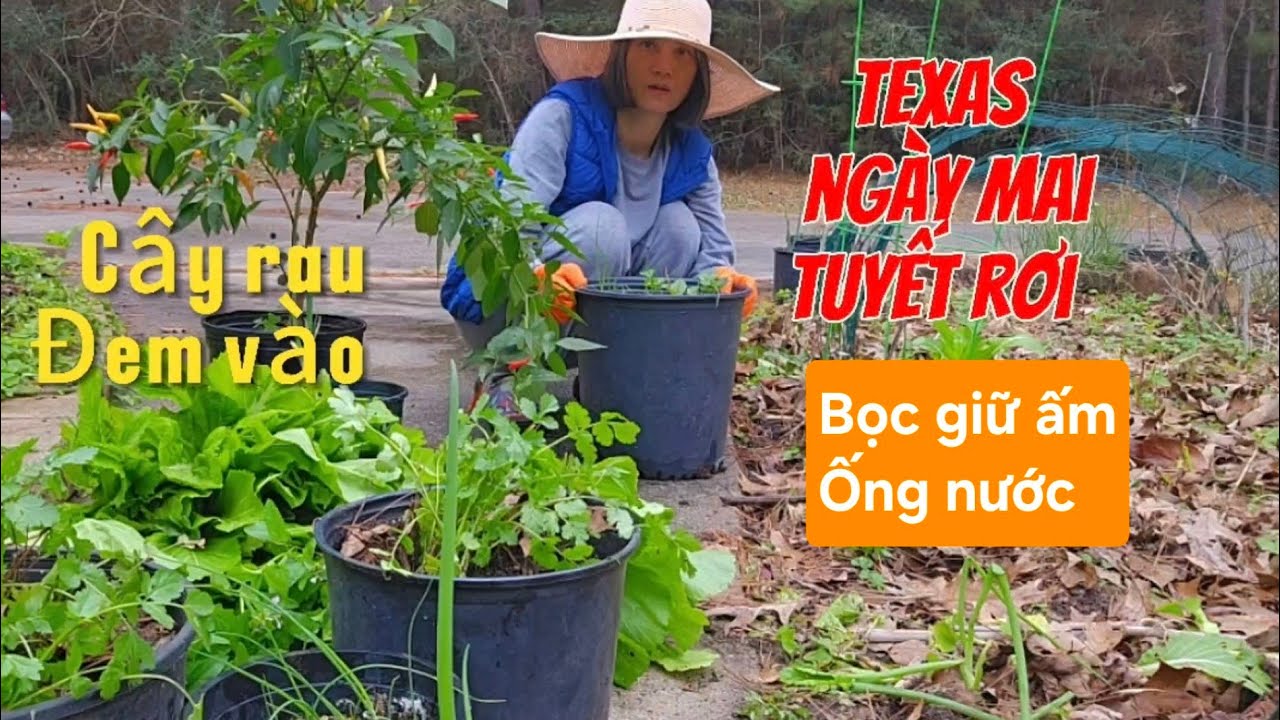 Ngày mai Houston Texas sẽ có tuyết rơi chuẩn bị đem cây rau vào nhà giữ ấm | @thanhlichcuocsongmy