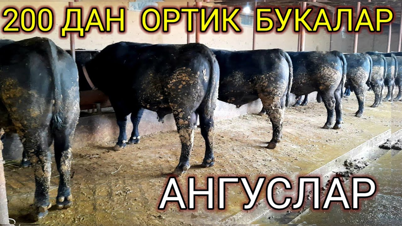 ТОЗА  КОНЛИ  АНГУСЛАР  ХАММАСИ СОТИЛАДИ,998974304