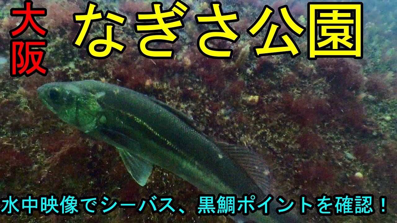 【大阪の釣り】なぎさ公園の釣りのポイントを水中映像で紹介！