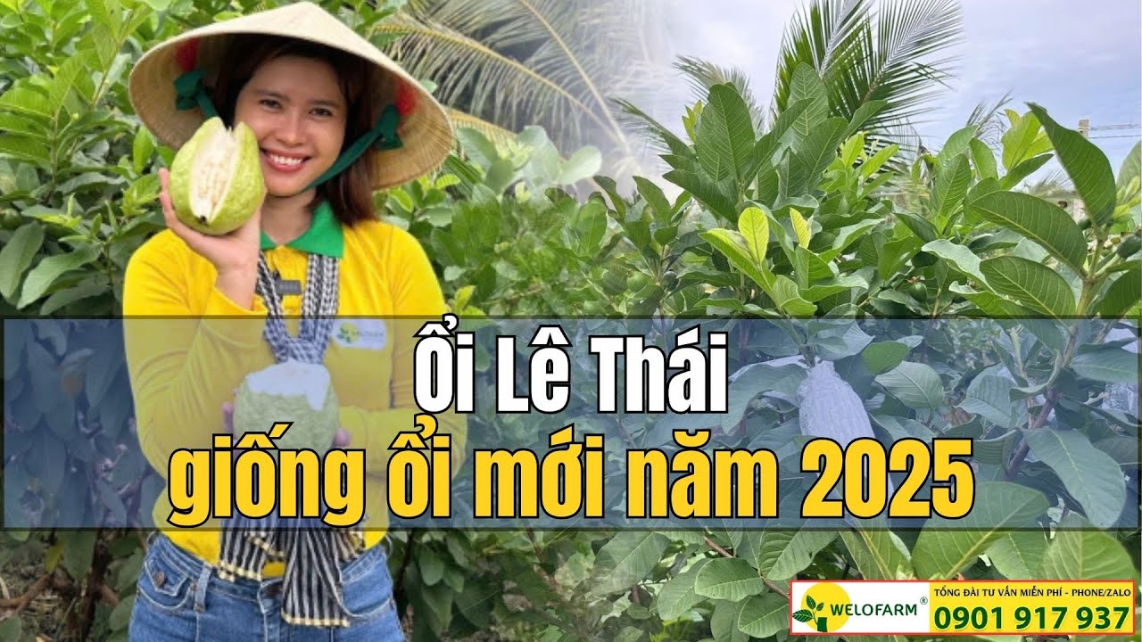 Ổi Lê Thái CHỈ CẦN 1 CÂY NHÀ ĂN KHÔNG HẾT