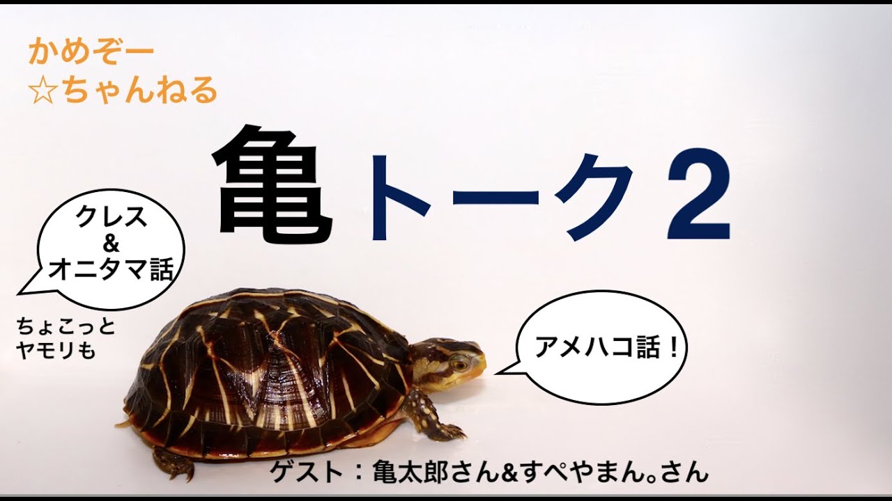 かめぞー☆ちゃんねる　36クラッチ目　亀トーク２　ゲスト：亀太郎さん・すぺやまんさん