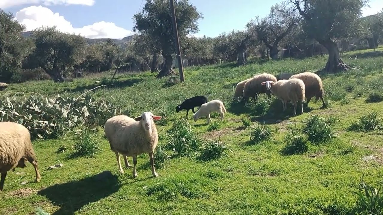 Κοπάδι Πρόβατα και αρνάκια - Sheep -Sheep Herding  #sheep # #animals