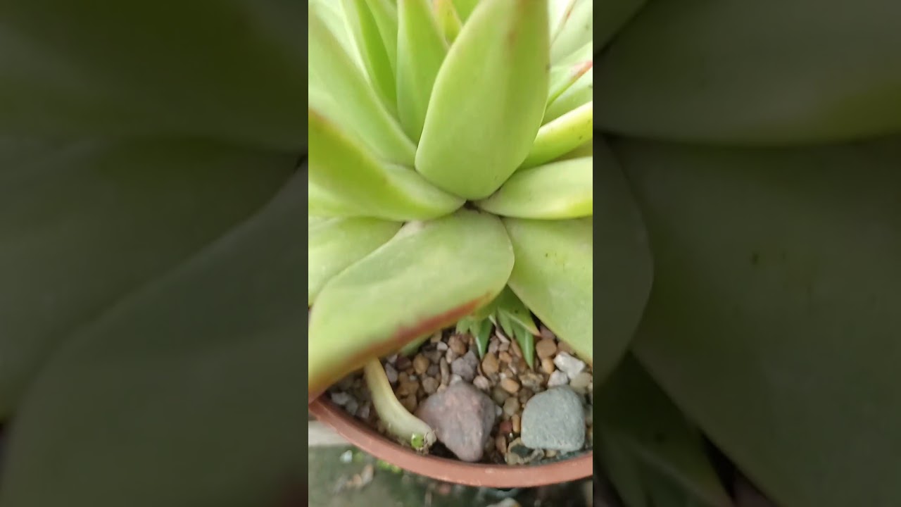 agavoides red edge