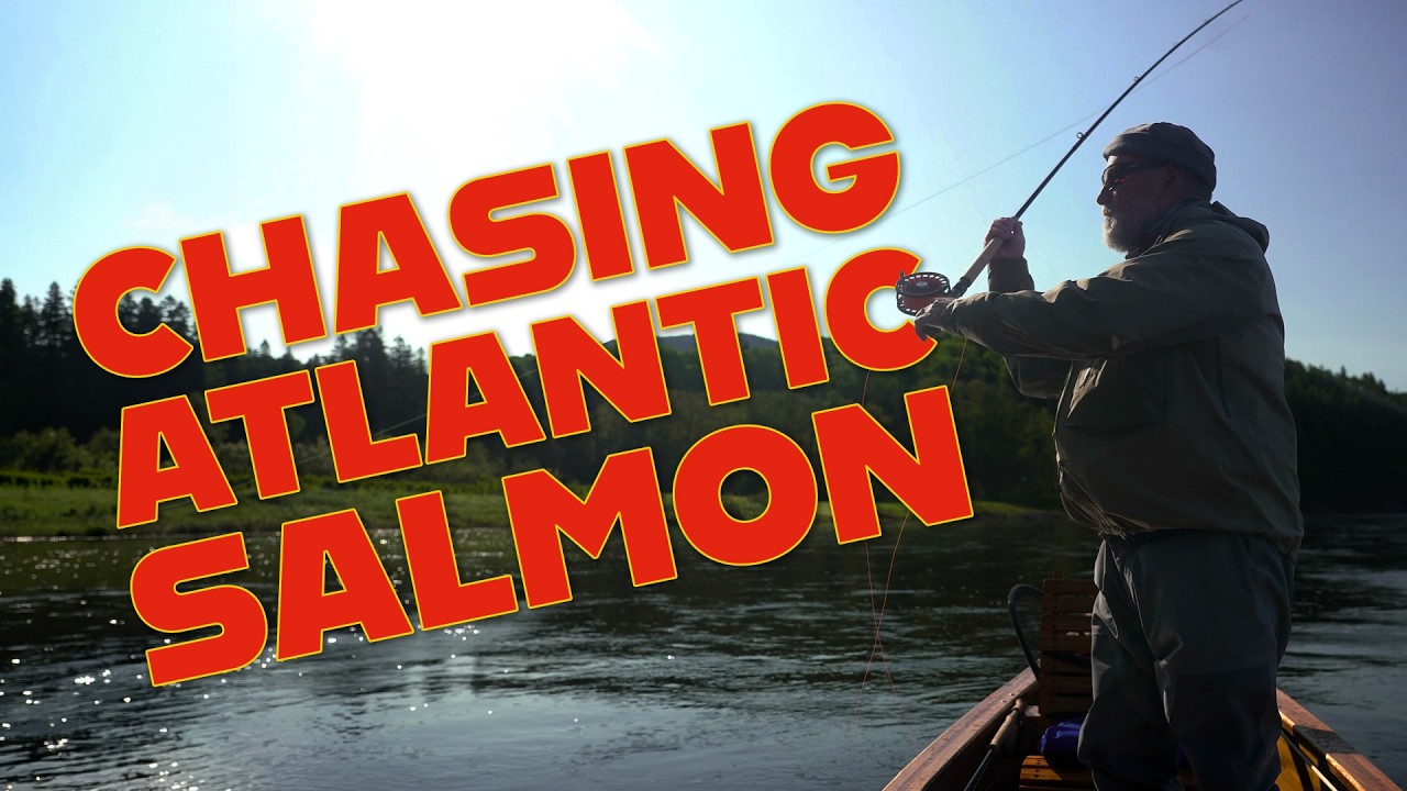 Restigouche River Salmon