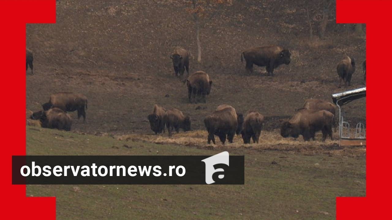 Detalii cutremurătoare despre ferma groazei. Animalele înfometate au ros şi scoarţa copacilor