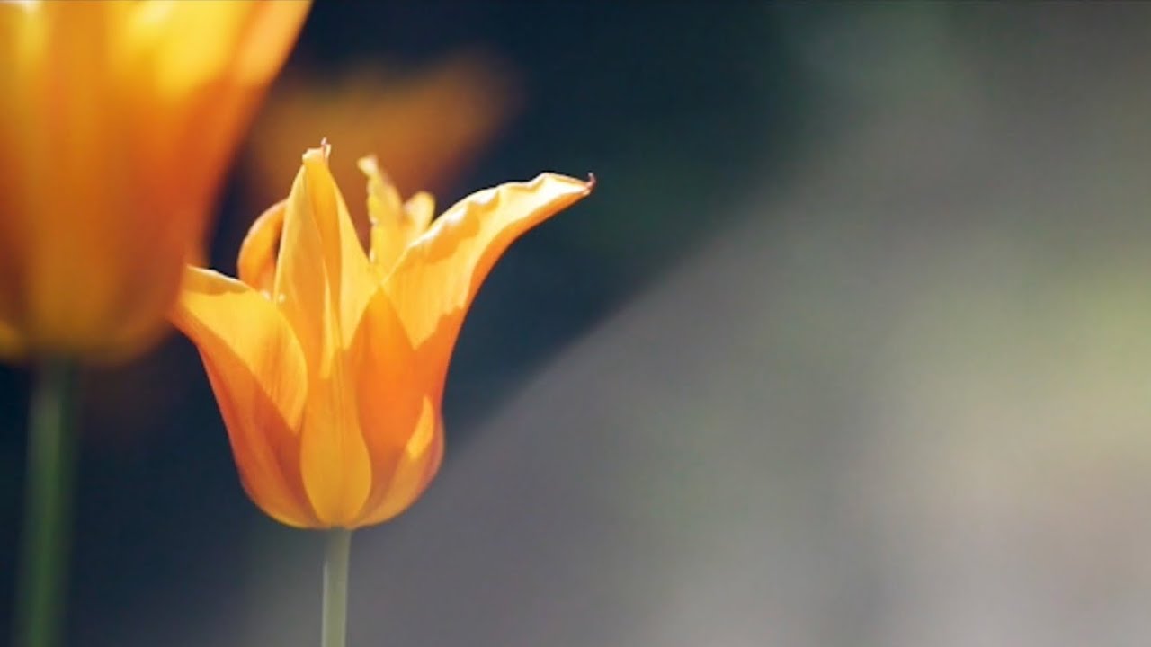 Nature Appreciation Cinematic Video - The Garden