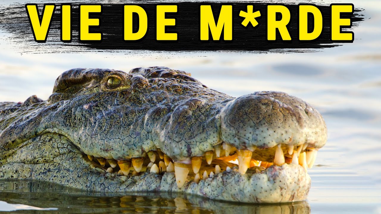 Pourquoi c'est NUL d'être un Crocodile du Nil