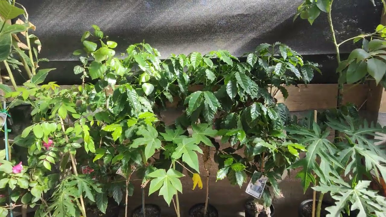 Episode 2 - Tropicals in Melbourne the benefits of rain water 🌧️⛈️ 🌧️