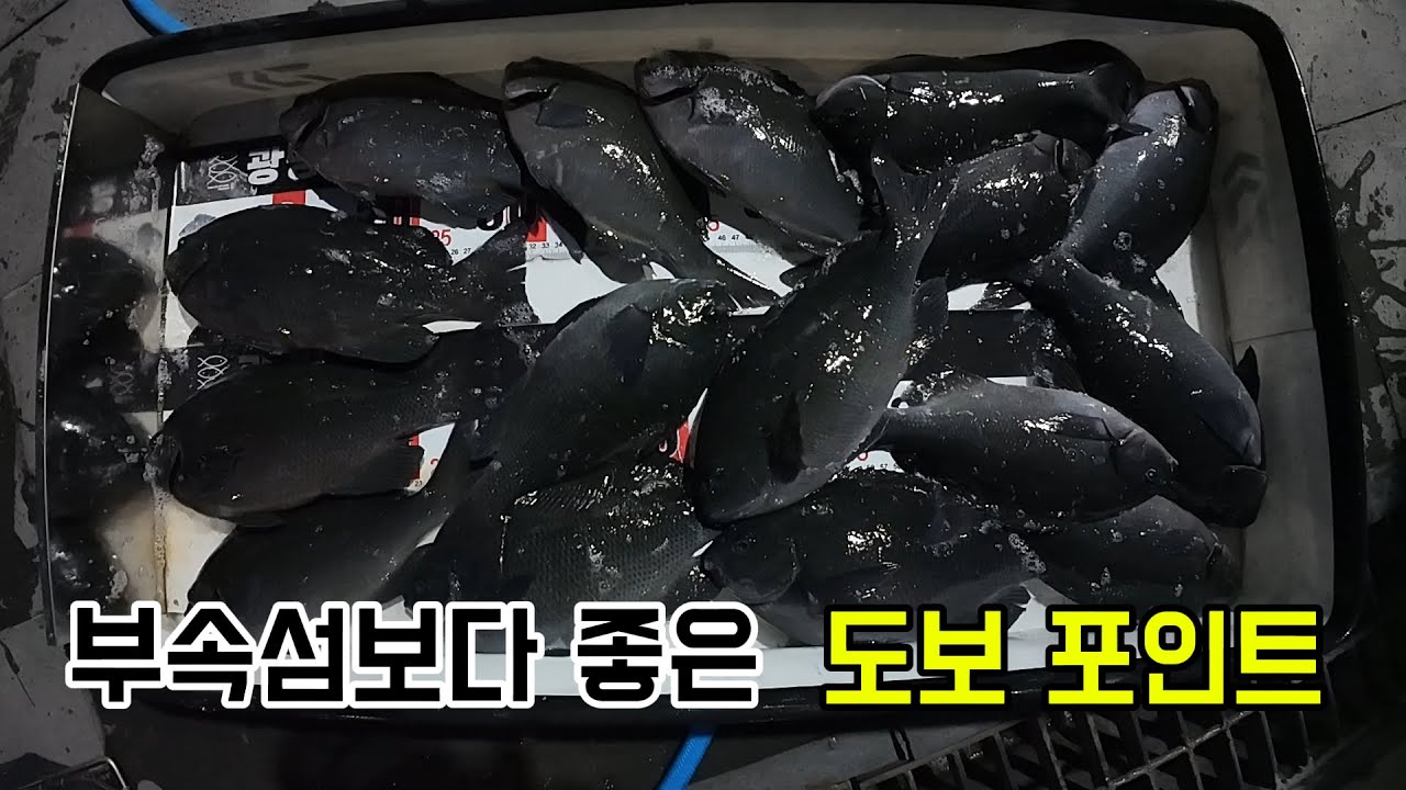 도보권 갯바위 포인트 벵에돔 엄청나다 긴꼬리벵에돔 낚시