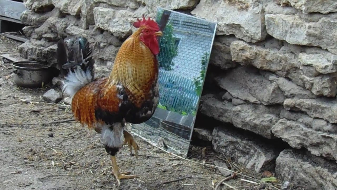 Петухи видят своё отражение в зеркале. Roosters in the mirror
