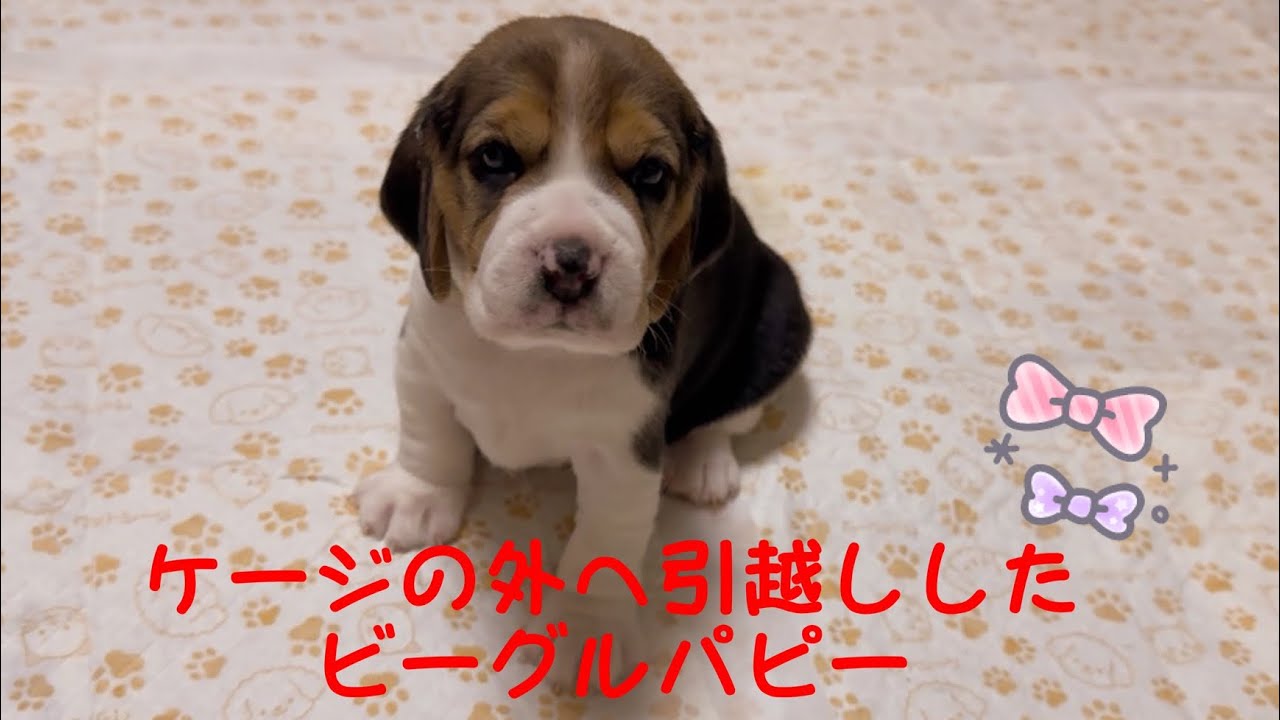 [ビーグル]ケージの外へ引越ししたビーグルパピー(マナ)