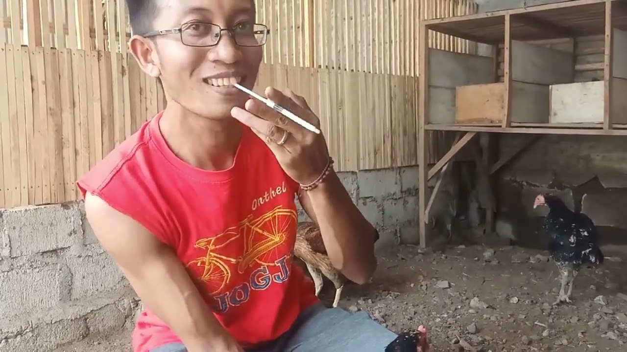 TUTORIAL SINGKAT KAWIN SUNTIK AYAM❗️