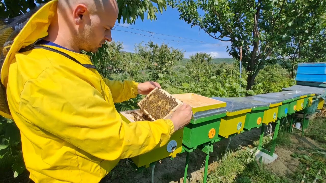 Creșterea reginelor , primele mătci împerecheate pe 2025