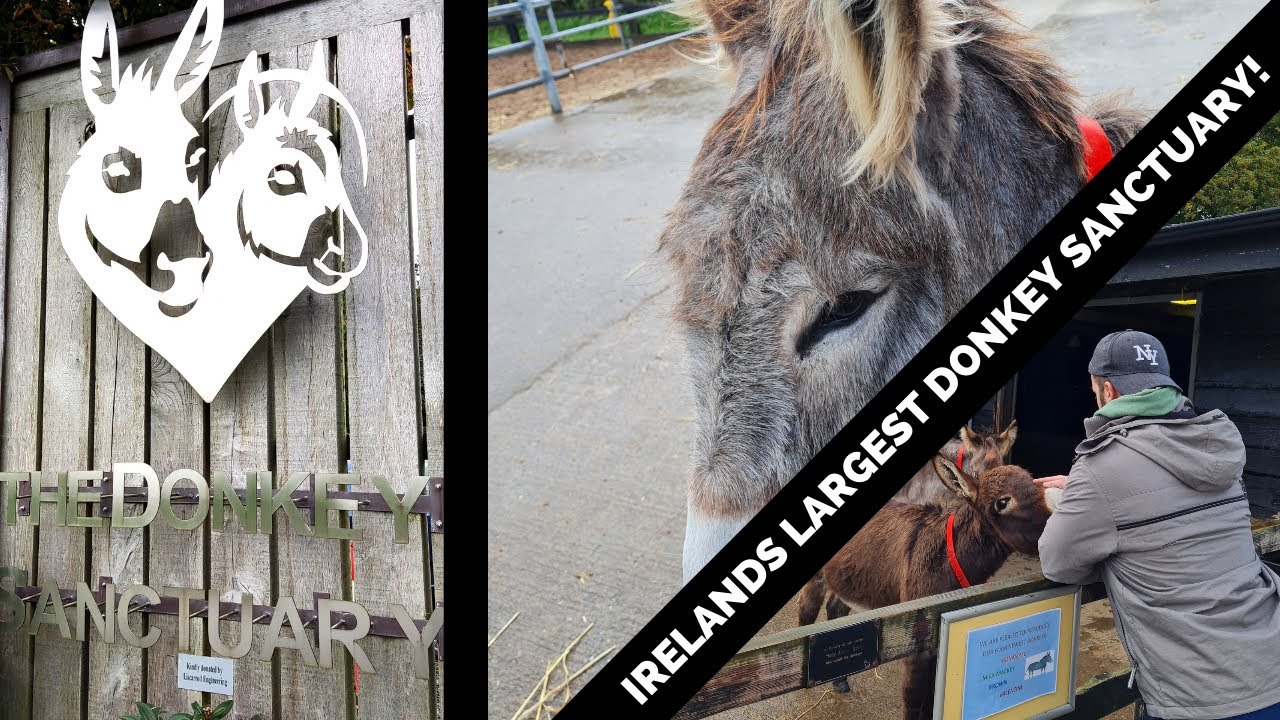 I visit a DONKEY SANCTUARY ! |  Better than any ZOO | MUST SEE Attraction in Ireland
