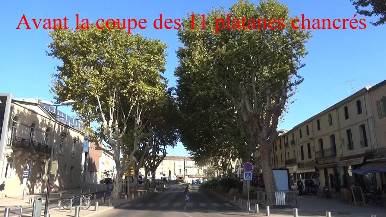 Abattage de 11 platanes chancrés les 9   10 et 11 octobre 2023 (26mn)