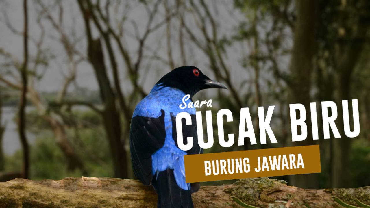 Suara Burung Cucak Biru Jantan Gacor buat Masteran