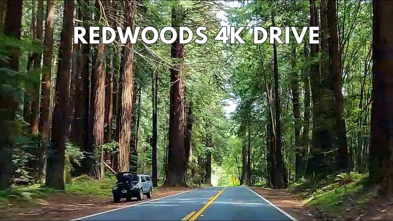 Giant Redwoods on Highway 128 | California's Hidden Forest Drive in 4K