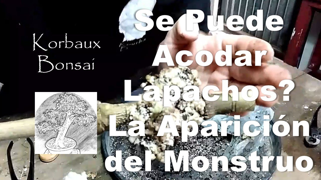 LN T1E18 Se Puede Acodar Lapachos? La Aparición del Monstruo