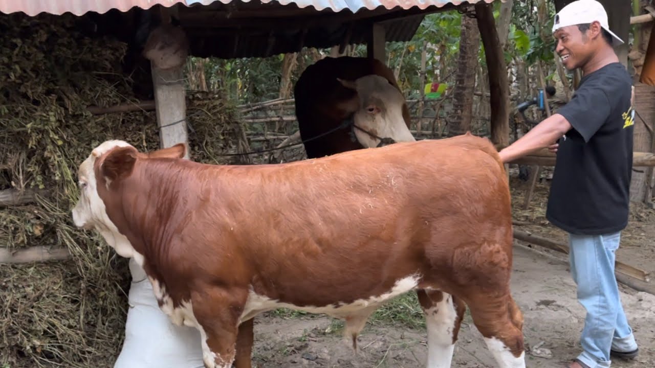 BERBURU PEDET KONTES DI PETERNAK TRADISIONAL DI BANTUL 🔥🔥