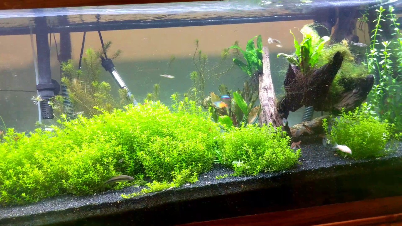 Pearlweed carpet 75 gallon planted tank