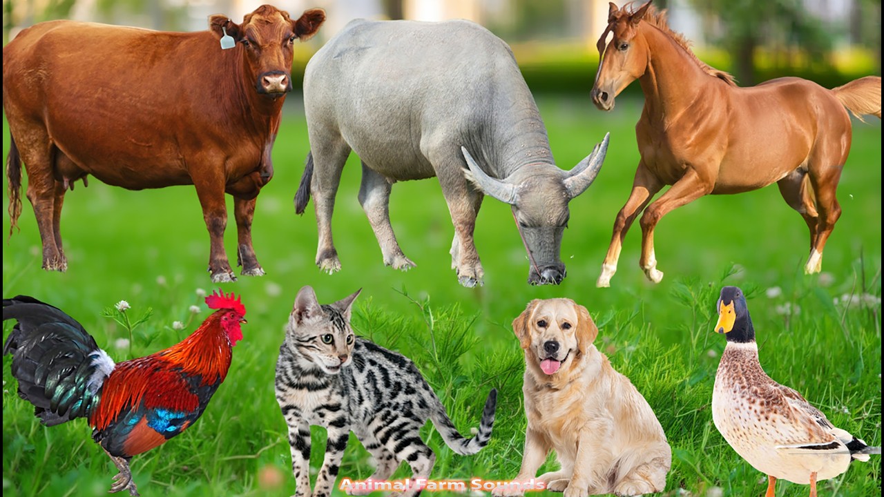 Farm Animal Habitats: Cow, Elephant, Horse, Dog, Chicken, Cat, Sheep – Animal Sounds