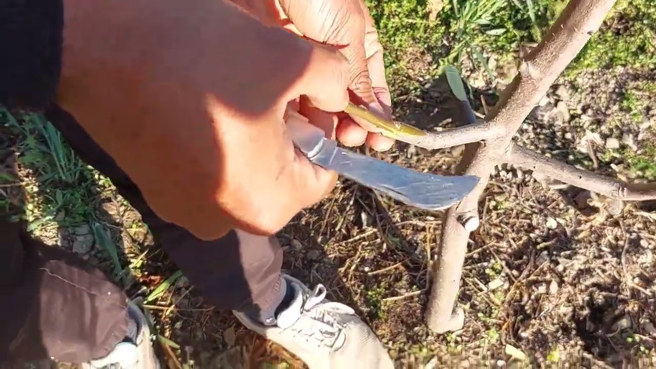 Apple grafting #applegrafting #atorchard