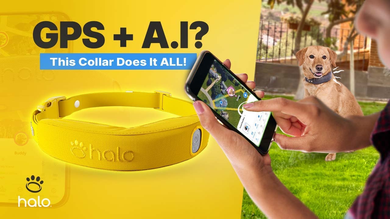 How Halo Dog Collar Works: AI-Powered Dog Training & Walking Made Easy!
