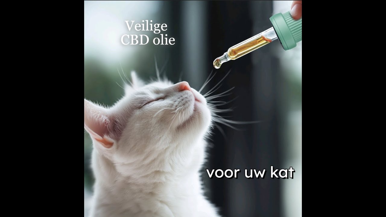 Waarom is standaard CBD olie voor katten zo gevaarlijk?