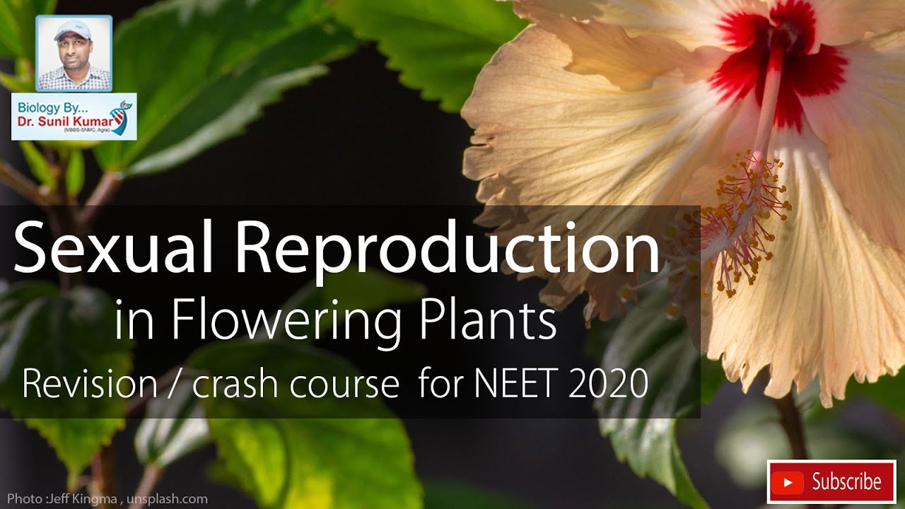 Sexual Reproduction in Flowering Plants | Dr. Sunil Kumar | revision / crash course NEET 2020