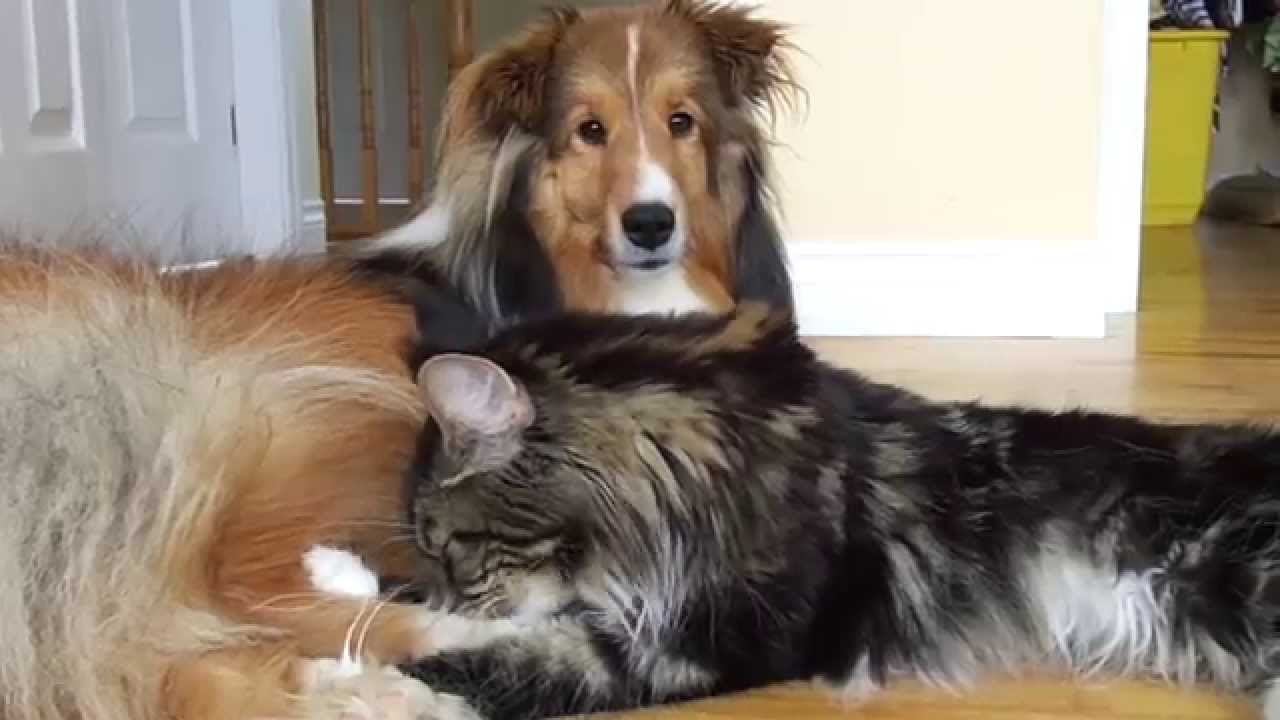 How Maine coons show their love