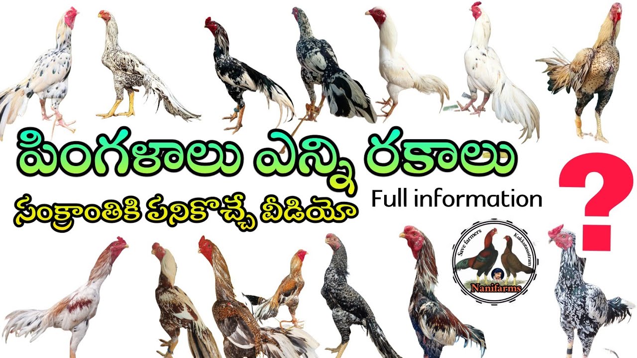 How To identify Pingala colours? in kukkutasastram telugu// pingala colour identification #nanifarms