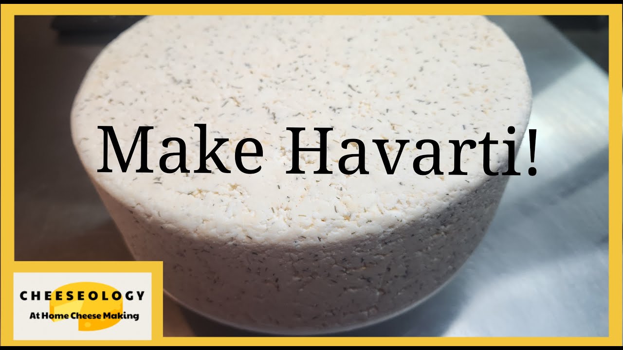 Make Havarti Cheese!!!