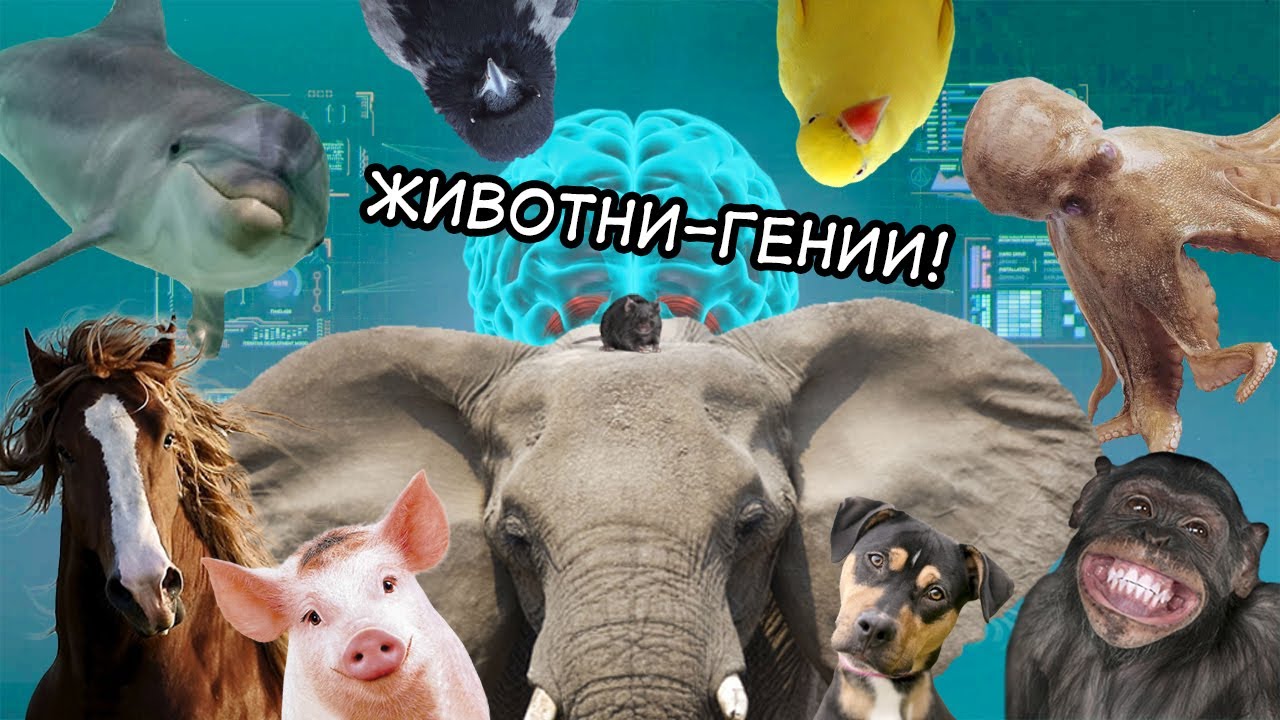 НАЙ-ИНТЕЛИГЕНТНИТЕ животни: ТОП 10