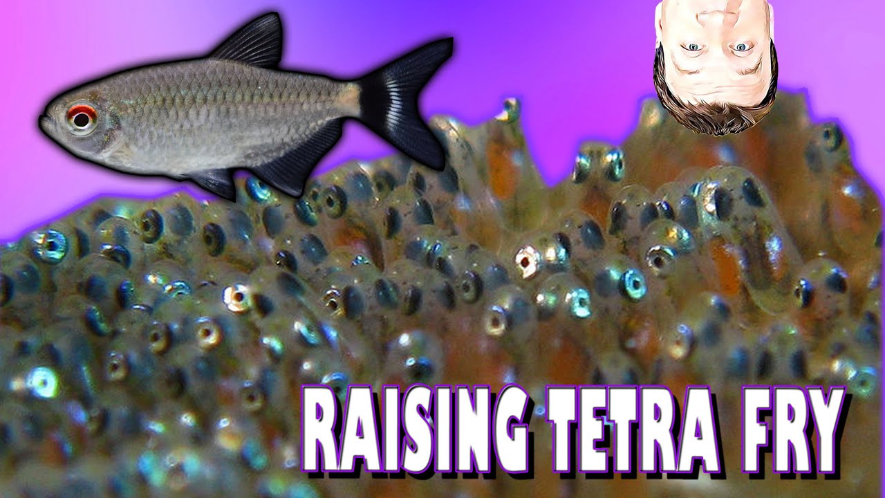 Raising Tetra Fry from Eggs So Easy! Red Eye Tetra