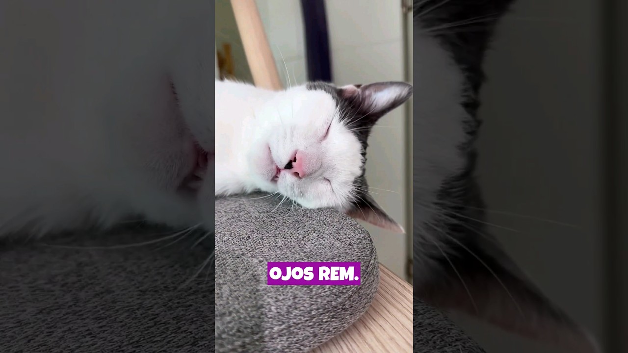 Se estima que los gatos pasan del 25% de su tiempo de sue&ntilde;o en la fase REM